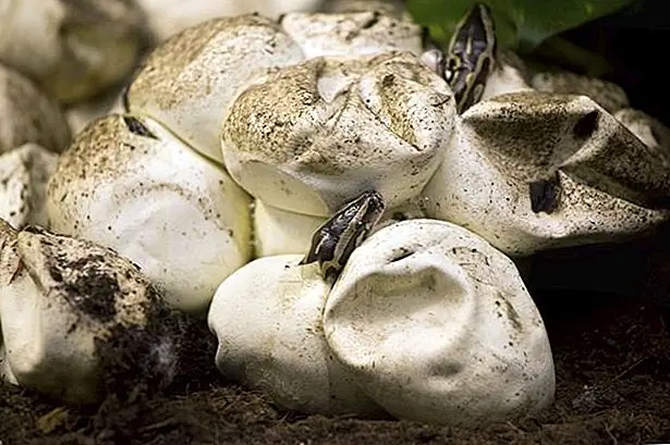 baby pythons hatching from eggs luotto: Artur Bogacki / iStock / Getty Images