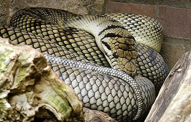 Cuban boa credit: Steve-Sharp / iStock / Getty Images