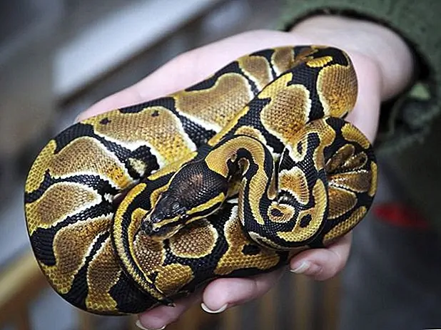 mies holding python luotto: fotokon / iStock / Getty Images