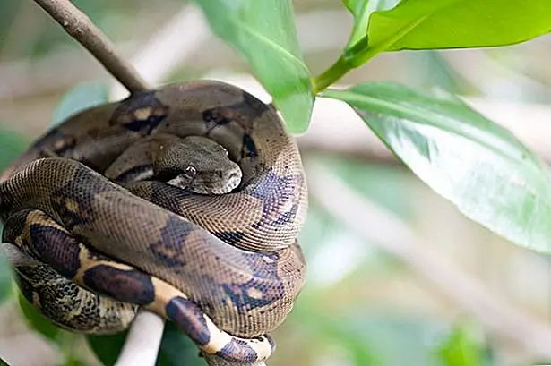 black boa on branch luotto: Jeff Patterson / iStock / Getty Images