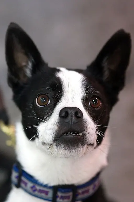 Boston Huahua on pienikokoinen koira, joka on melko aktiivinen ja vaatii laadukasta puuvillaa, joka heijastaa hänen koonsa, iän ja energiansa. Koska Boston Terriers tiedetään olevan "gassy" ja Chihuahua's voi olla erittäin herkkä elintarvikelisäaineille, voit halutessasi neuvotella eläinlääkärillesi parhaan ruokavalion tuotemerkin kanssa. Ruoan on aina oltava ravitsemuksellinen ja tarjoillaan pienissä aterioissa, jotka on sijoitettu koko päivän.