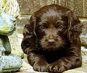 Een echte volkstrekker, de Boykin Spaniel is een rustig en gehoorzaam ras. Gemakkelijk te trainen, dit is uitstekend met kinderen en andere honden, maar je zou het moeten zien rond kleinere huisdieren zoals vogels en katten, vanwege het natuurlijke jachtvermogen. Je Boykin Spaniel is mogelijk enigszins gereserveerd voor vreemden, wat het een goede waakhond maakt.