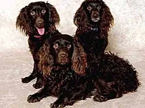 Deze relatief nieuwe gefokt werd gekruist met de American Water Spaniel, de Springer Spaniel, de Pointer en de Chesapeake Bay Retriever.