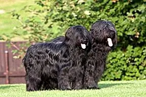 The Briard là một con chó có ngực sâu, năng động. Điều này có nghĩa là bạn không chỉ phải cho chó ăn đủ thức ăn, mà còn phá vỡ thời gian cho ăn để ngăn ngừa sưng tấy. Bạn không bao giờ nên miễn phí nguồn cấp dữ liệu một Briard vì lý do này. Cho ăn nhiều bữa ăn hàng ngày nhỏ hơn, thay vì cho ăn một lần lớn hơn. Một con chó khô chất lượng cao kibble có thịt và trái cây bao gồm là một sự lựa chọn thông minh. Tránh xa các loại thực phẩm có chứa một lượng lớn ngũ cốc và gluten.