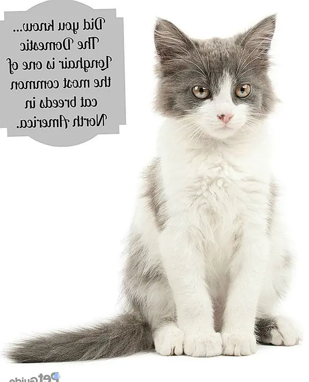 Domestic Longhair je u osnovi Domestic Shorthair s ljubiteljima, duljim krznom. Dug krzni gen je recesivan, međutim, samo oko 1 u svakih 10 mačaka bit će dugotrajna mačka, što će ove mačke više rijetiti od svojih kratkovidnih kolega.