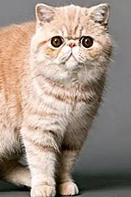 Ao contrário de todos os outros gatos de pêlo curto, o pêlo do Exotic Shorthair está todo coberto, sem rufos ou penas na cauda. O pêlo denso tem uma textura macia média. Grooming pode ser facilmente realizado com um pente de aço para evitar emaranhamento e emaranhamento. Não mais do que uma ou duas sessões por semana é necessário. Os exóticos precisam de um banho ocasional, especialmente quando estão tirando o casaco de inverno. Felizmente, esses gatos se adaptam bem ao banho e são facilmente manipulados. Cuidados devem ser tomados para manter os olhos limpos para evitar manchas nos cantos.