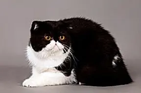 O Exotic Shorthair é um gato invulgarmente robusto, com pernas curtas e uma compilação de cobby. É um animal com ossos pesados, cujo corpo é bem proporcionado e equilibrado. O exótico deve ser redondo quando visto de praticamente qualquer ângulo, com cabeças que são do tamanho e forma de um softball. Seus olhos também são arredondados com uma expressão doce e inquisitiva. Os olhos são dóceis, mas inteligentes e comprometidos. O nariz curto de desprezo é claramente herdado dos antecedentes persas deste gato e, como um persa, eles são propensos a manchas nos olhos. A cauda de um Shorthair Exótico é tipicamente da variedade "bottlebrush" e não é especialmente longa. Muitas vezes referido como "ursinhos de pelúcia", o Exotic Shorthair é um gato macio, robusto e bem contornado que convida - e acolhe - o aconchego.