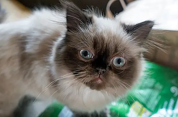 Gatos hebben de neiging vrij klein te zijn, en ze wegen meestal slechts tussen de 6 en 9 pond, waardoor ze meer petite zijn dan veel van de andere kattenrassen. Ze hebben ook lange lichamen en benen.