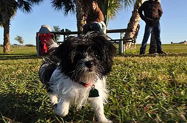 Voordat je een Lhasapoo-puppy bij je thuis introduceert, moet je een gezondheidscertificaat van je betrouwbare fokker zien. Als een gekruiste hond kunnen deze pups gezondheidsproblemen ondervinden van Poodle of Lhasa Apso-rassen. De meest voorkomende zijn oogproblemen, patella luxatie, SA, nierproblemen, de ziekte van Addison, Cushings Disease, epilepsie, hypothyreoïdie, Legg-Parthes Disease, de ziekte van Von Willebrand, heupdysplasie en allergieën.