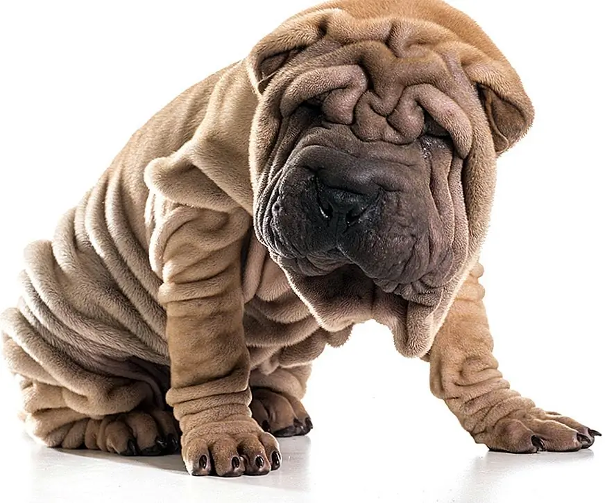 Čínský Shar-Pei je poměrně staré plemeno, které v mnoha případech koreluje s dobrým zdravotním stavem. V případě čínského Shar-Pei se však spěchané a nezkušené chovy vystavily plemeni riziku mnoha dědičným podmínkám - Miniatura Shar-Pei je náchylná k mnoha stejným zdravotním problémům. Některé z podmínek, kterými je toto plemeno náchylné, zahrnují entropion, syndrom zdureného hleznu, amyloidózu a další.