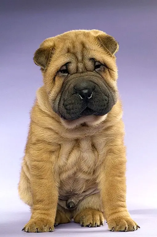 Miniature Shar-Pei yra tos pačios veislės, kaip ir Kinijos Šar-Pei, tačiau selektyviai auginami mažesni dydžiai - jų miniatiūrinis dydis yra recesinis genas jų DNR.