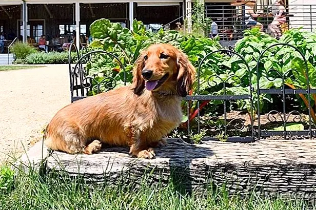 Bilo koja pasmina pasa može lako izgubiti ili pobjeći ako se ne poduzmu odgovarajuće mjere predostrožnosti. Uvijek držite svoje štenad na remen ili ograničeno na ograđenu površinu kada je vani. Naučite sjesti i ostati naredbe da ih držite dalje od vrata kada ulazite ili izlazite. Također, budite sigurni da se šaljete i neutralni, pružite puno vježbe, i adresu bilo ponašanja pitanja s iskusnim trenerom.