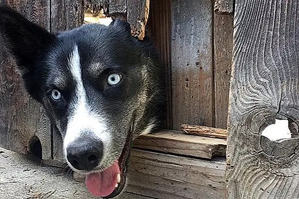 Postoji mnogo razloga zašto bi inače sretan, poslušan pas mogao pobjeći. Pups koji nisu bili špijunirani ili neuterirani mogu slijediti svoje hormone u potrazi za ruv. Neki lutaju jer su usamljeni, dosadni ili pate od tjeskobe razdvajanja. Drugi bježe od straha kao što su oluje, vatromet ili izgradnja u kući. Otkrivanje uzroka i rad s trenerom da promijeni ponašanje najsigurniji je način da vaš štene budu sigurni kod kuće.