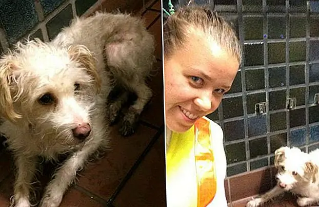 Met vier vieze voeten en waarschijnlijk een beetje geschud, kwam Bella ongeveer 4 uur na het verdwijnen weer bij haar familie. Bedankt hond! Met vier vieze voeten en waarschijnlijk een beetje geschud, kwam Bella ongeveer 4 uur na het verdwijnen weer bij haar familie. Bedankt hond!