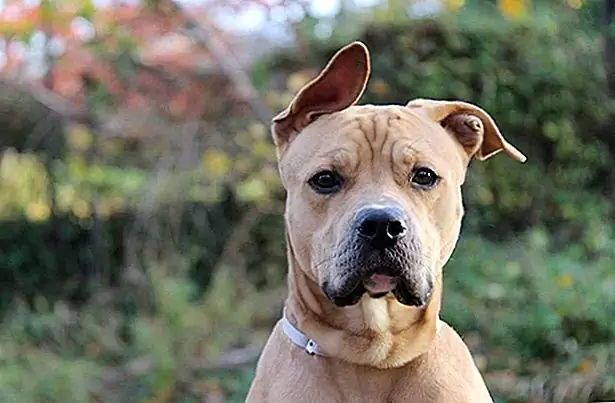 Z tohoto důvodu se Baxter již nepovažuje za přijatelného, ale nemůže zůstat v útulku. On byl traumatizován životem v chovatelských stanicích, a pokud zůstane mnohem déle, Jackie se obává, že "ztratí mysl".