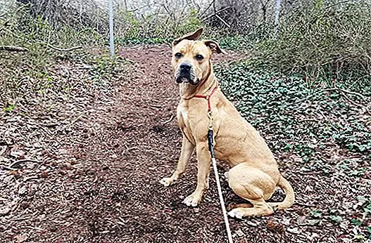 Vzhledem k tomu, že Baxter jednoduše ještě nemá sebejistotu k přijetí, jeho jediná možnost bude žít a pracovat s trenérem, který může, jak to Jackie říká, "naučit ho, jak být psem." Pokud se Baxter rozhodne trénovat, jeho život bude zachráněn a bude připraven na milující navždy doma, ale potřebuje naši pomoc, aby se tam dostal.