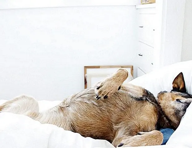Een hond hebben betekent niet dat je je schone slaapruimte in moet leveren. Door deze tips te volgen, bent u in een mum van tijd op weg naar een mooi bed. Zoete dromen! Een hond hebben betekent niet dat je je schone slaapruimte in moet leveren. Door deze tips te volgen, bent u in een mum van tijd op weg naar een mooi bed. Zoete dromen!