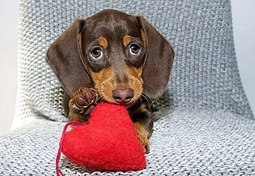 Durante o estudo, os batimentos cardíacos dos cães diminuíram. Isso sugere que um cão que ouve música pode estar se sentindo mais calmo e com menos estresse. Soa muito frio, cara.