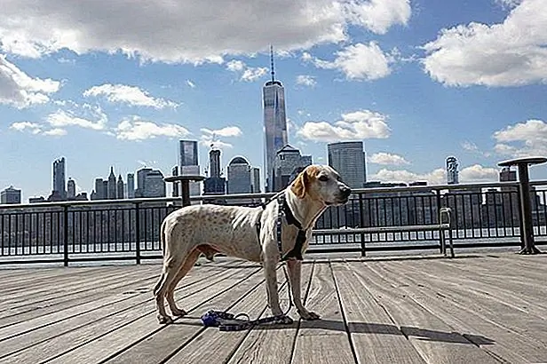 Imagine recomandată: @ DogJog2015 / Instagram Imagine recomandată: @ DogJog2015 / Instagram