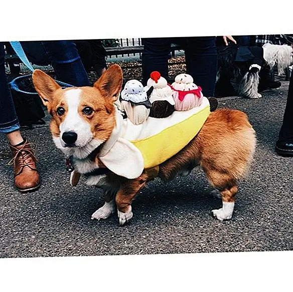 Ou essa cara de penugem. Por que sim, nós gostaríamos de algumas batatas fritas com aquele rabo de rabo.