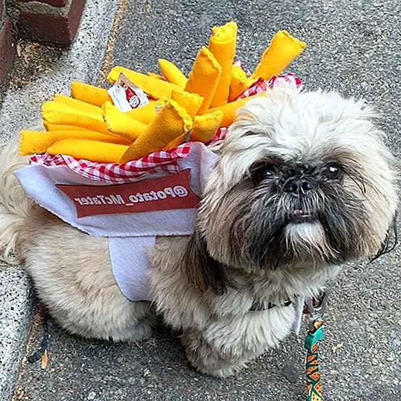 Alebo Eames buldog, ktorý je majstrom všetkých vecí kuchyne psov.