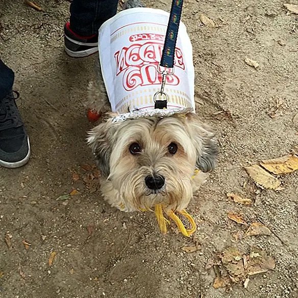 E então eu vi o cachorro-quente HAPPIEST PUPPIN QUE SEMPRE EXISTIU. (Acho que ele não ouviu falar sobre essa coisa humana D.N.A. ainda).