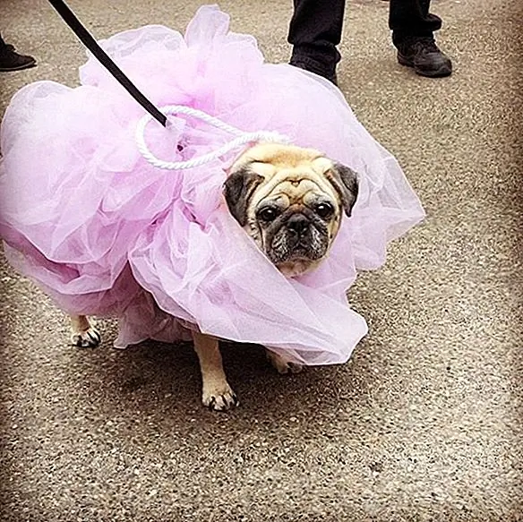 Doug De pug heeft een geweldige Harry Pawtter gemaakt.