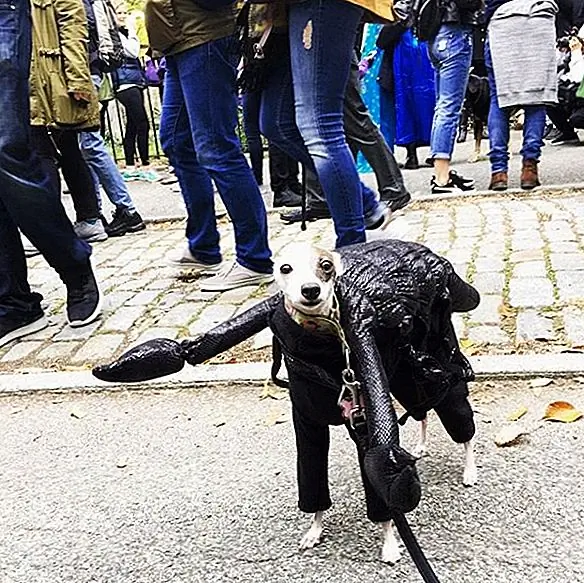 Ili taj čokoladni pudlica koji se pojavio kao morski pas (koji je u prošlom trenutku mogao biti malo previše ambiciozan).