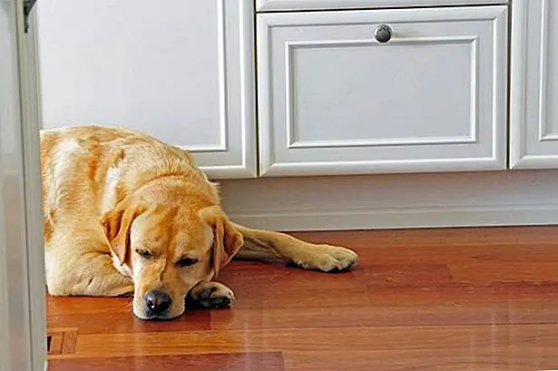 Maak een gebied speciaal voor uw hond om de nacht door te brengen. Sta niet toe dat hij op uw bed of in de slaapkamer slaapt. Maak een gebied speciaal voor uw hond om de nacht door te brengen. Sta niet toe dat hij op uw bed of in de slaapkamer slaapt.