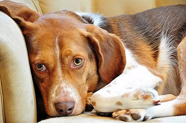 Stop met het spelen van spellen met een volwassen hond die agressief gedrag aanmoedigen, zoals worstelen of touwtrekken. Anders, als je hond opgewonden of agressief wordt tijdens het spelen, negeer hem totdat hij kalmeert. Stop met het spelen van spellen met een volwassen hond die agressief gedrag aanmoedigen, zoals worstelen of touwtrekken. Anders, als je hond opgewonden of agressief wordt tijdens het spelen, negeer hem totdat hij kalmeert.